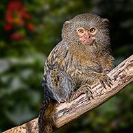 Western pygmy marmoset (Cebuella pygmaea), New World monkey native to the northwestern Amazon rainforest in Brazil, Colombia, Ecuador and Peru. Digital composite